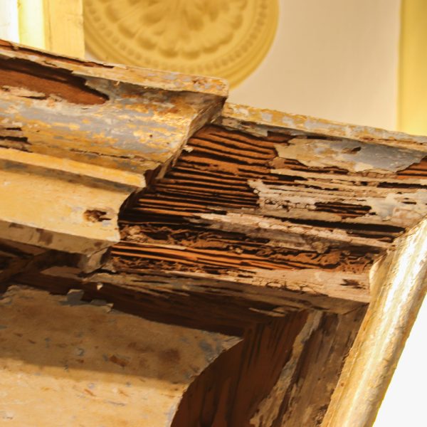 CAT GRU_10 jan 2023 sanca deteriorada por ação de xilófagos